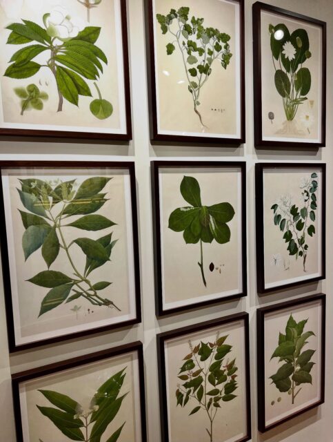 Good Morning!πΏA grouping of our NEW βRaj Botanicalsβ in @larsonjuhl Dark Walnut Gallery moulding.π€πΏπ€ #americasmartatl #hpmkt #hpmkt2025 #interiordesign #art #gallery #birds #interiors #botanicals #gallerywall #ornisgallery #artwall #homedecor #framedart #modernart