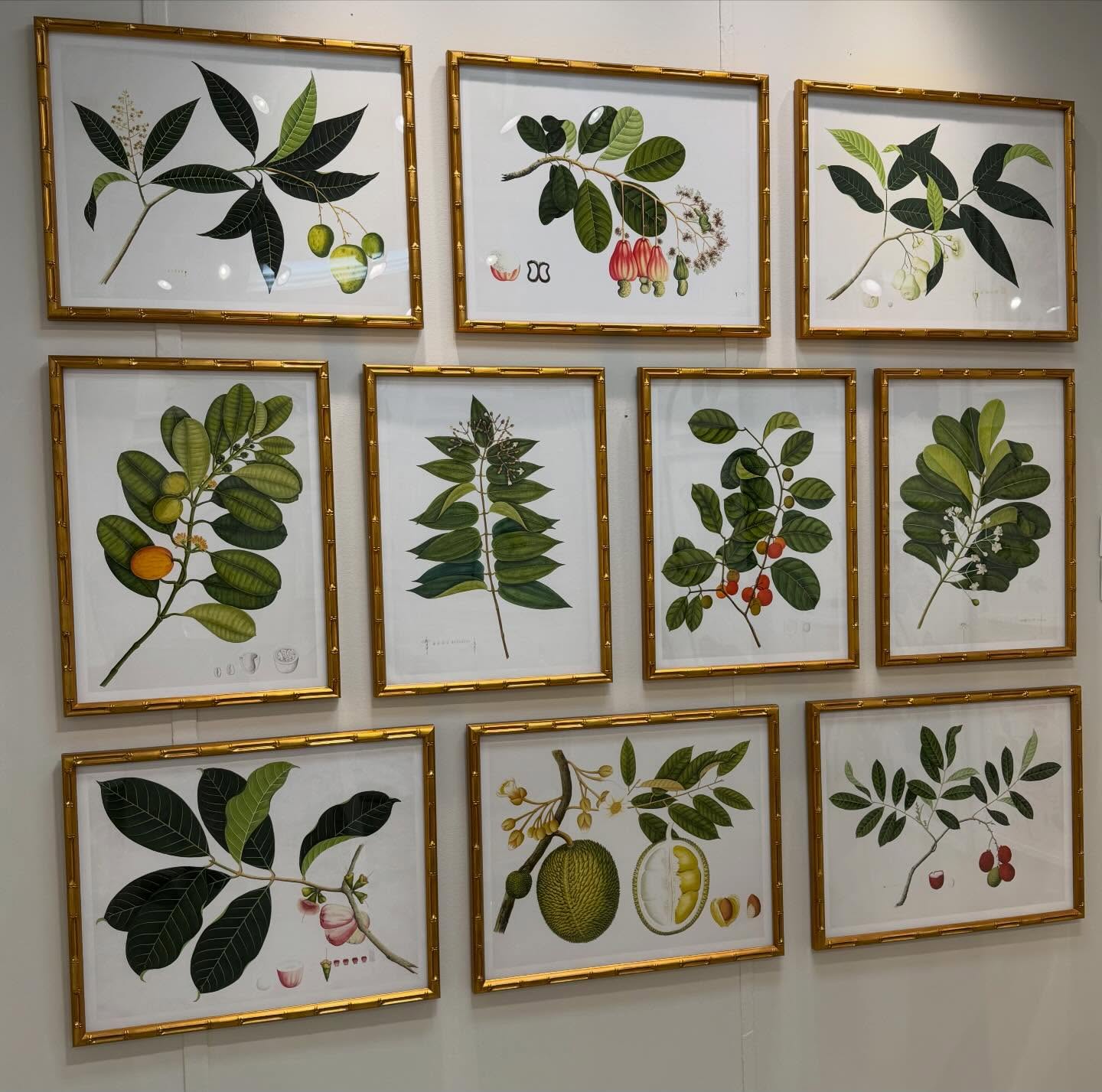 Good Morning from High Point!πΏCome see us at our EXPANDED Showroom in MARKET SQUARE #246 (Next to @thibaut_1886)! πΌπ¦ππΈπΏ #hpmkt #hpmkt2026 #interiordesign #art gallery birds interiors botanicals gallerywall ornisgallery artwall designonhpmkt homedecor framedart